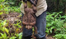 Découverte d'un crapaud buffle géant de 2,7 kg dans le parc national de Conway (Australie)