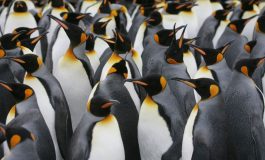 Une nouvelle colonie de manchots empereurs découverte en Antarctique