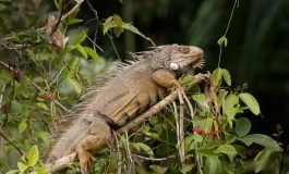 La population d'iguanes terrestres en hausse significative dans l'archipel des Galapagos