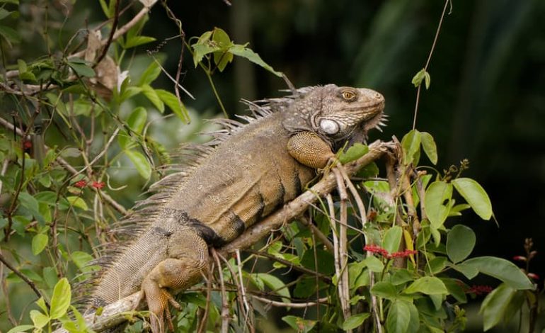 La population d’iguanes terrestres en hausse significative dans l’archipel des Galapagos