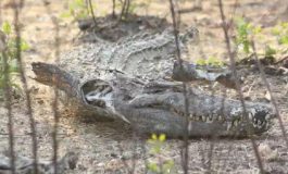 Le lac Kamnarok au Kenya, deuxième plus grand habitat de crocodiles d'Afrique, s'est asséché