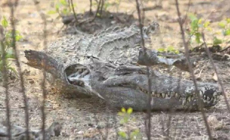 Le lac Kamnarok au Kenya, deuxième plus grand habitat de crocodiles d’Afrique, s’est asséché