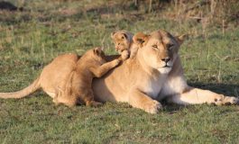 Trois lionceaux dans le parc national du Niokolo-Koba, et de l'espoir pour le roi de la savane