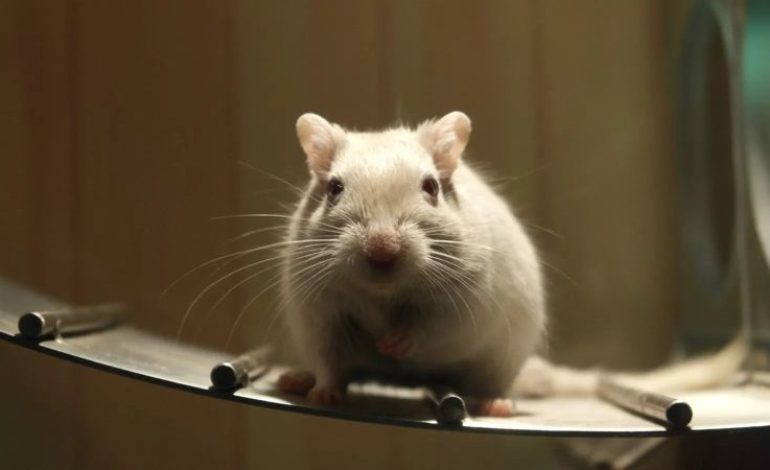 Des scientifiques créent une souris issue de deux pères