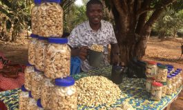 L'effondrement de la demande mondiale de noix de cajou pousse l'industrie ivoirienne au bord du gouffre