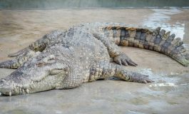 Plus de 70 crocodiles s'échappent d'une ferme d'élevage près de la ville de Maoming (Chine)