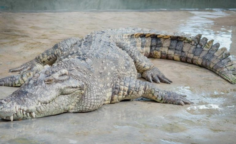 Plus de 70 crocodiles s’échappent d’une ferme d’élevage près de la ville de Maoming (Chine)
