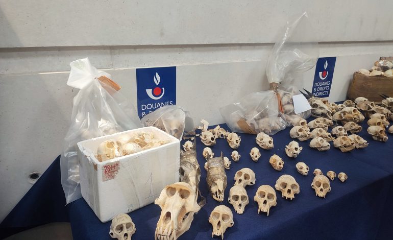 La douane française alerte sur le trafic de grande ampleur de crânes de primates provenant essentiellement du Cameroun