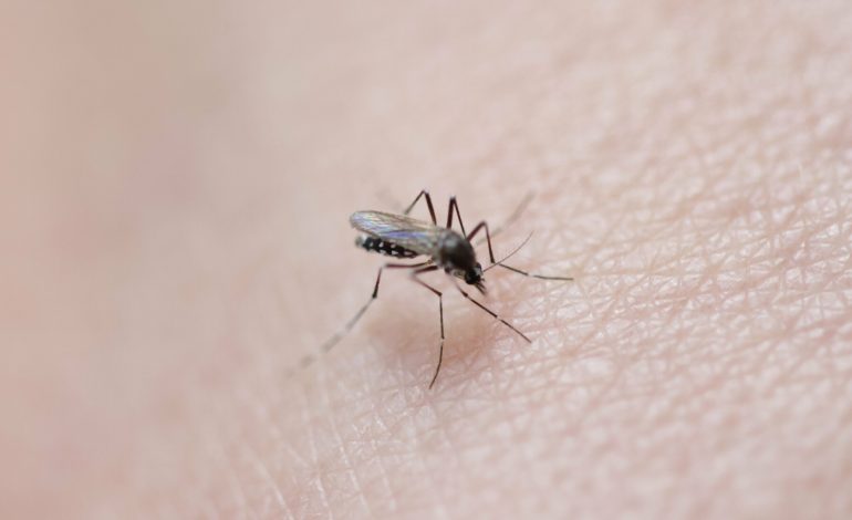 La crise climatique provoque des épidémies de dengue dans le Pacifique