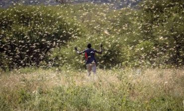 Invasion de criquets pèlerins en Afrique de l'Est