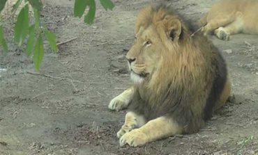 Les restes d'un employé retrouvé dans l'enclos des lions à Lahore (Pakistan)