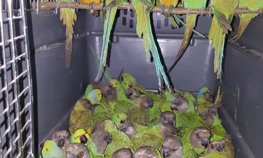 131 perroquets saisis à l'aéroport de Diass dans les bagages d'un Algérien