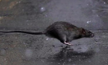 Un Chinois meurt de l'hantavirus, mais ce n'est pas un nouveau virus
