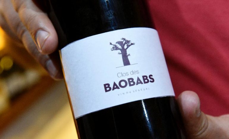 Au Clos des Baobabs (Nguékhokh), des vignes poussent sous le soleil