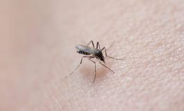 La crise climatique provoque des épidémies de dengue dans le Pacifique