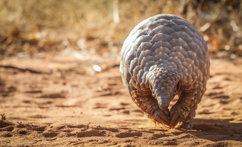 Retour inespéré du pangolin géant au parc national du Niokolo-Koba